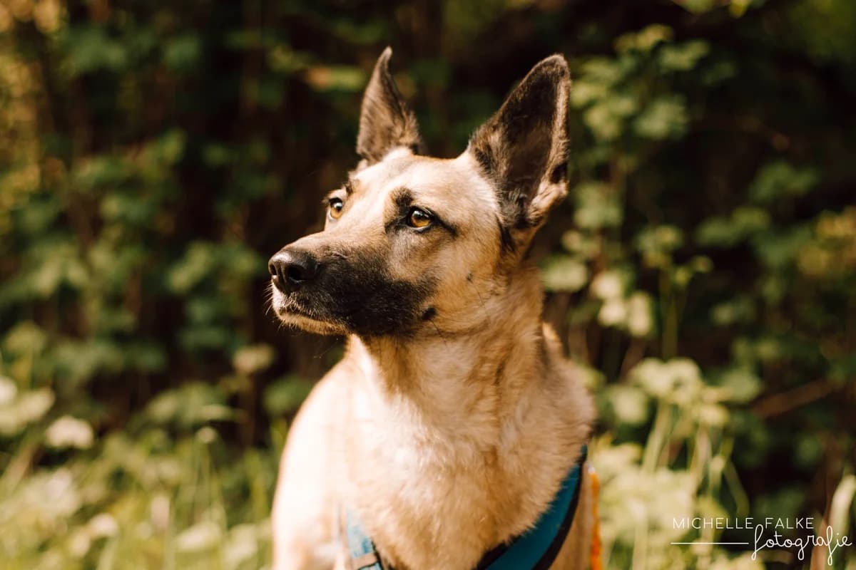 Schnecki, female 5yo Mixed Breed for adoption at Ein Herz für Streuner e.V., München