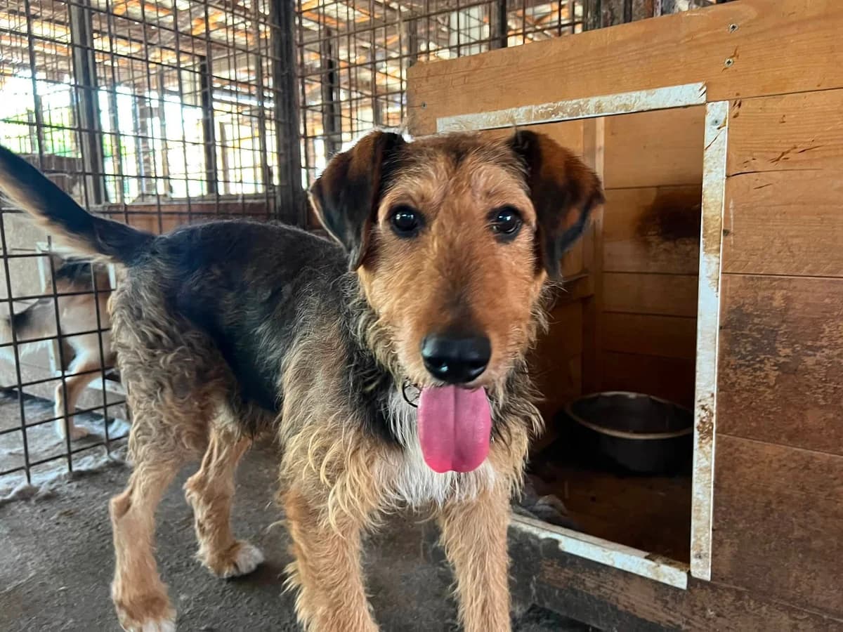 Schnitzel, weiß male 6yo Mixed Breed for adoption at Ein Herz für Streuner e.V., München