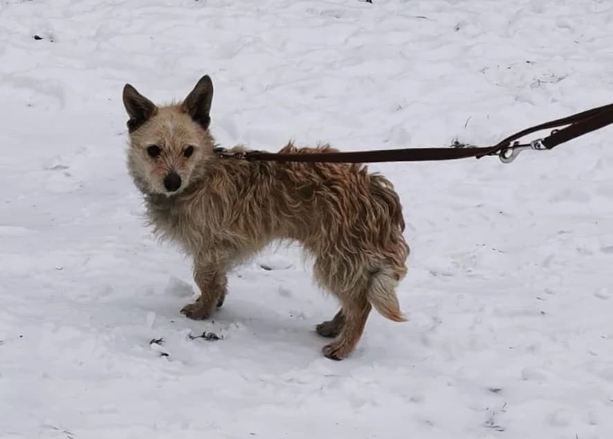 Schnucki, female 5yo Mixed Breed for adoption at Ein Herz für Streuner e.V., München