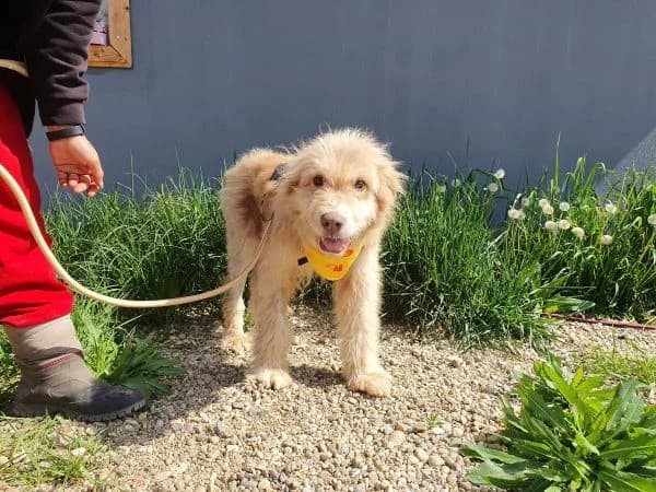 Schnuffel, male senior Mixed Breed for adoption at Ein Herz für Streuner e.V., München