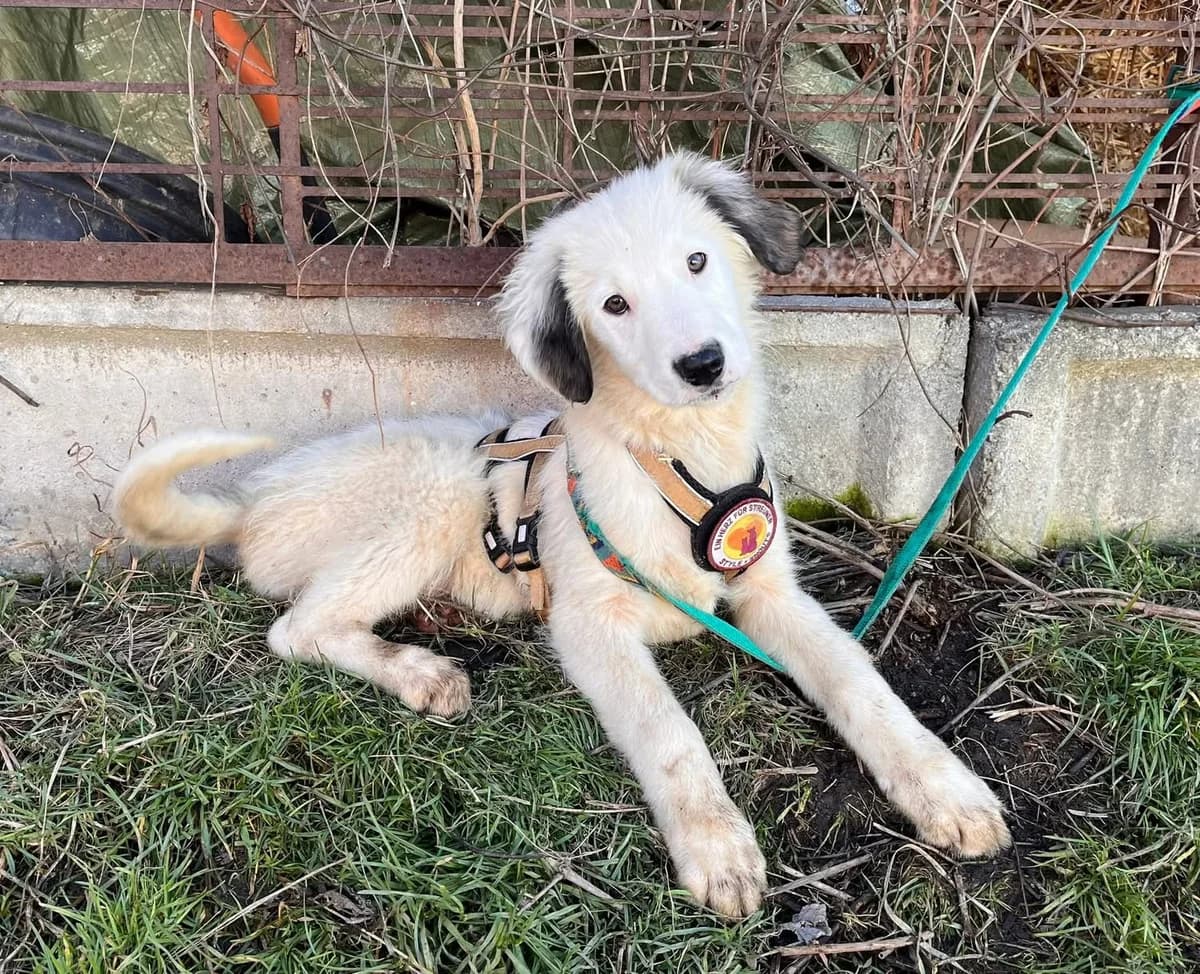 Schnuffi, puppy Mixed Breed for adoption at Ein Herz für Streuner e.V., München