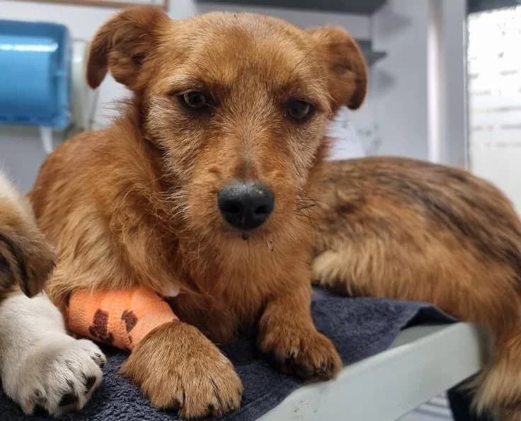 Schnuppeli, female 3yo Mixed Breed for adoption at Ein Herz für Streuner e.V., München