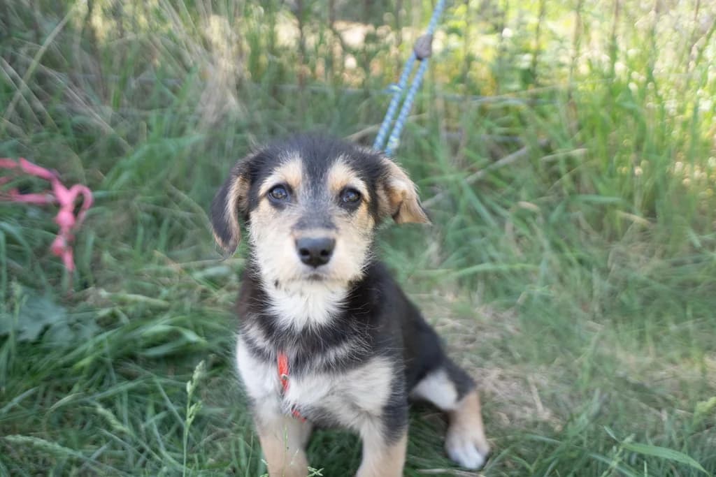 Schnuppi, male puppy Mixed Breed for adoption at Ein Herz für Streuner e.V., München