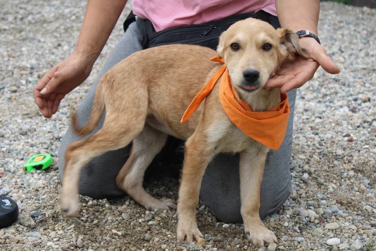 Schnute, female puppy Mixed Breed for adoption at Ein Herz für Streuner e.V., München