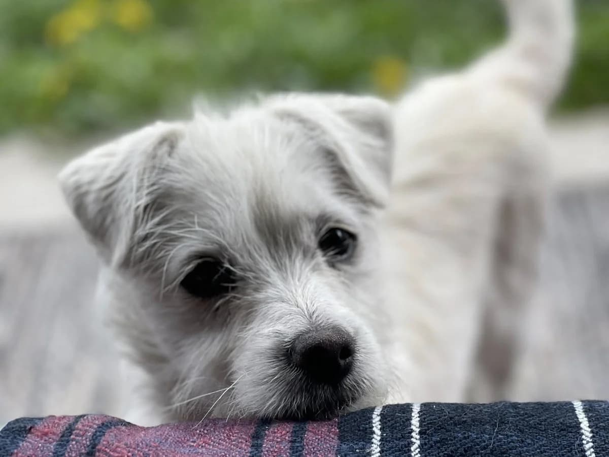 Schnuti, female puppy Mixed Breed for adoption at Ein Herz für Streuner e.V., München