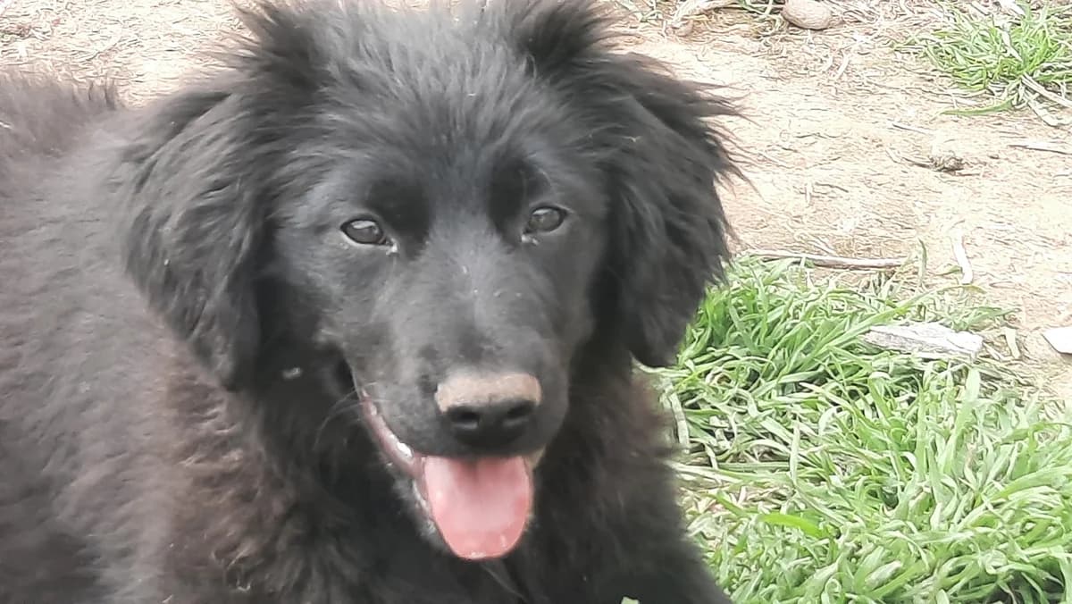 Schoko, schoko male puppy Mixed Breed for adoption at Ein Herz für Streuner e.V., München