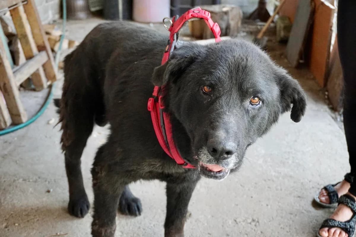 Schorschi, male senior Mixed Breed for adoption at Ein Herz für Streuner e.V., München