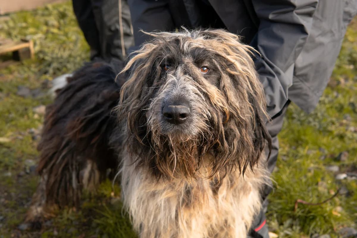 SchrÖDer, male 4yo Mixed Breed for adoption at Ein Herz für Streuner e.V., München