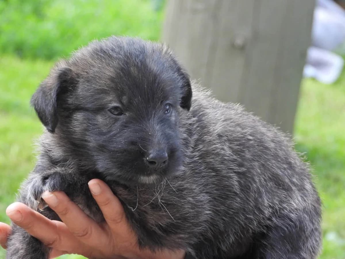 SchrÖDi, male puppy Mixed Breed for adoption at Ein Herz für Streuner e.V., München