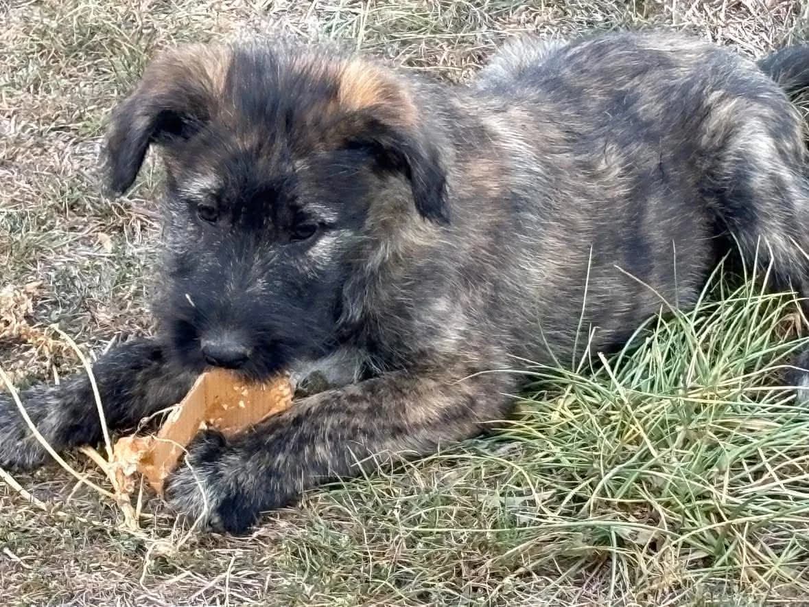 SchrÖDi, male puppy Mixed Breed for adoption at Ein Herz für Streuner e.V., München