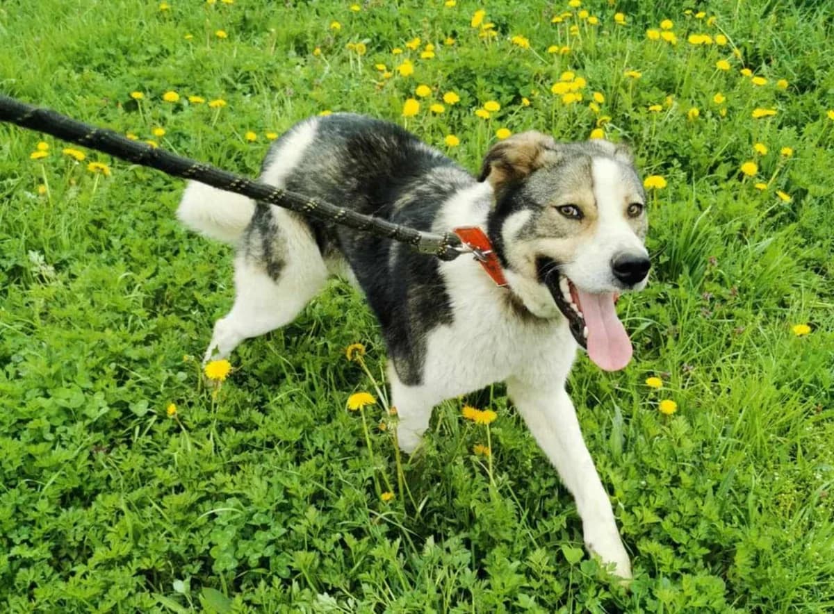 SchrÖTher, schwarz male 3yo Mixed Breed for adoption at Ein Herz für Streuner e.V., München