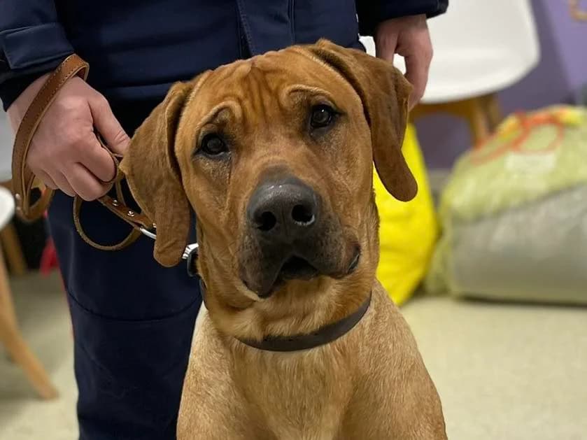 Scooby, male young Mixed Breed for adoption at Ein Herz für Streuner e.V., München