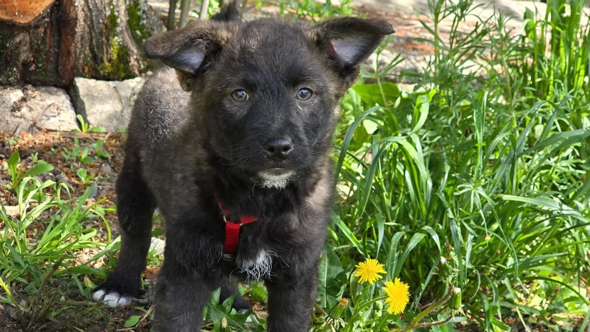 Scooter, male young Mixed Breed for adoption at Ein Herz für Streuner e.V., München