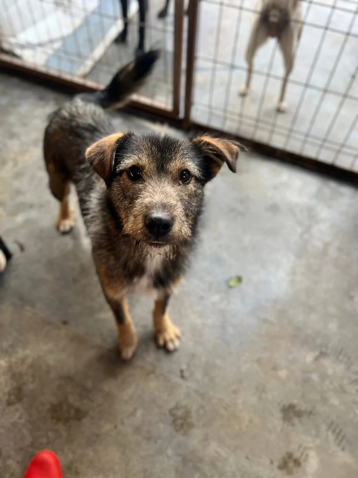 Scott, male young Mixed Breed for adoption at Ein Herz für Streuner e.V., München