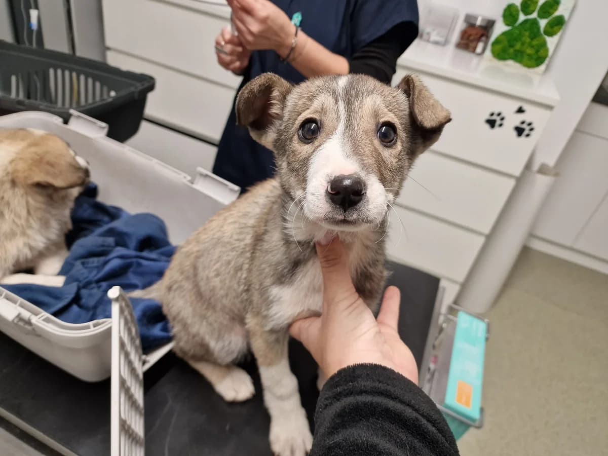 Scott, male puppy Mixed Breed for adoption at Ein Herz für Streuner e.V., München