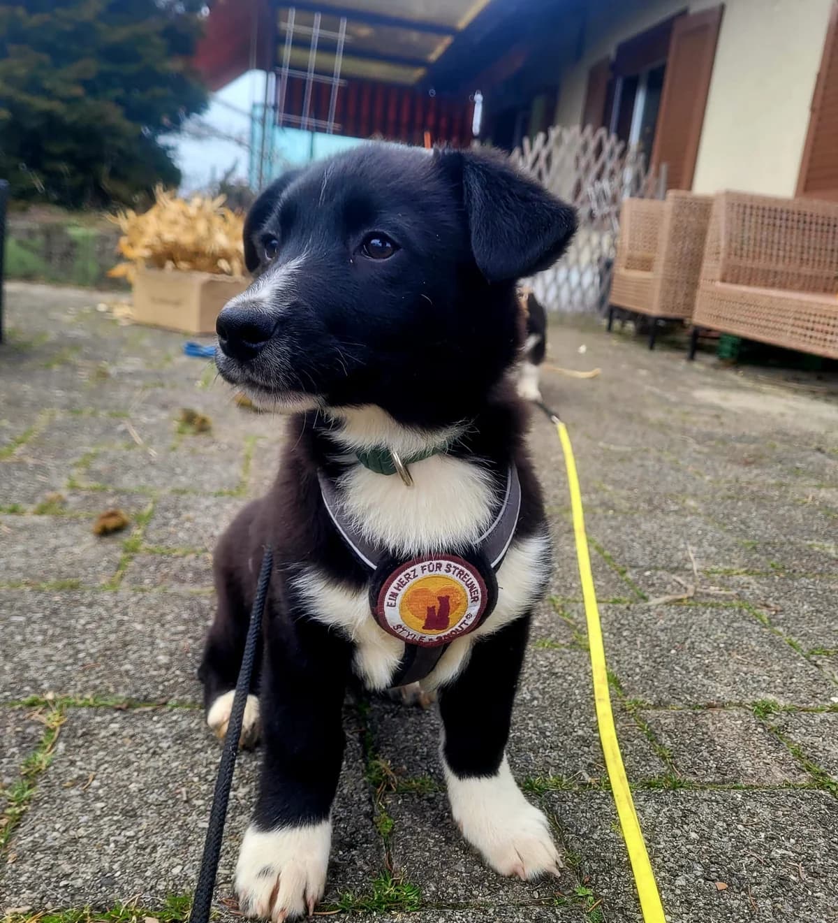 Scott, male puppy Mixed Breed for adoption at Ein Herz für Streuner e.V., München