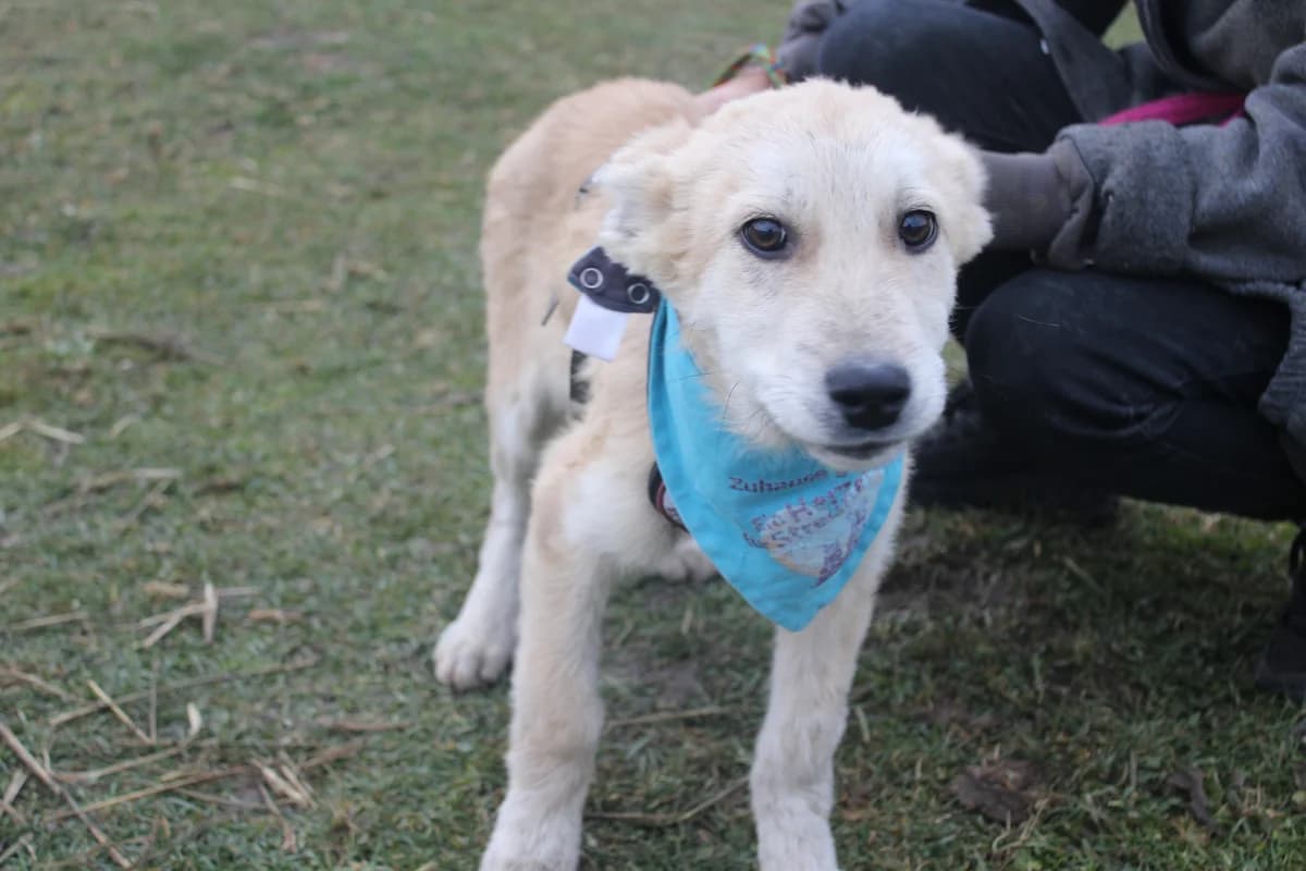Scottie, male puppy Mixed Breed for adoption at Ein Herz für Streuner e.V., München