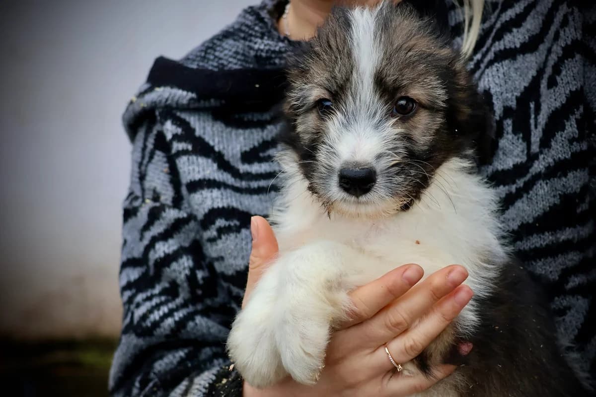 Scotty, braun puppy Mixed Breed for adoption at Ein Herz für Streuner e.V., München