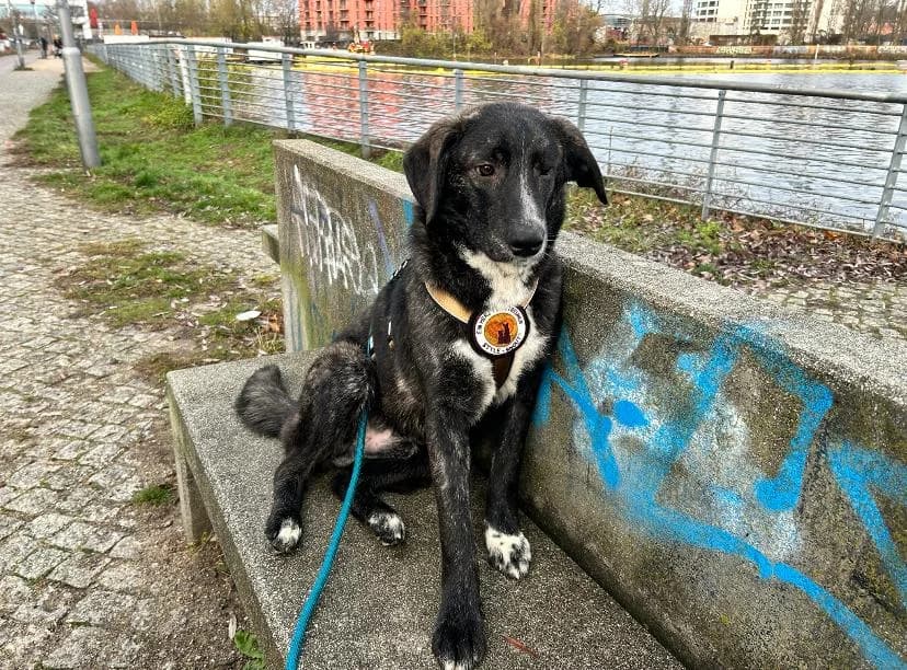 Scotty, male 5yo Mixed Breed for adoption at Ein Herz für Streuner e.V., München