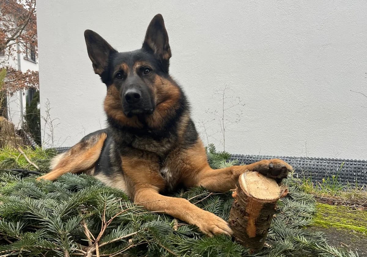 Scotty, male 3yo Mixed Breed for adoption at Ein Herz für Streuner e.V., München