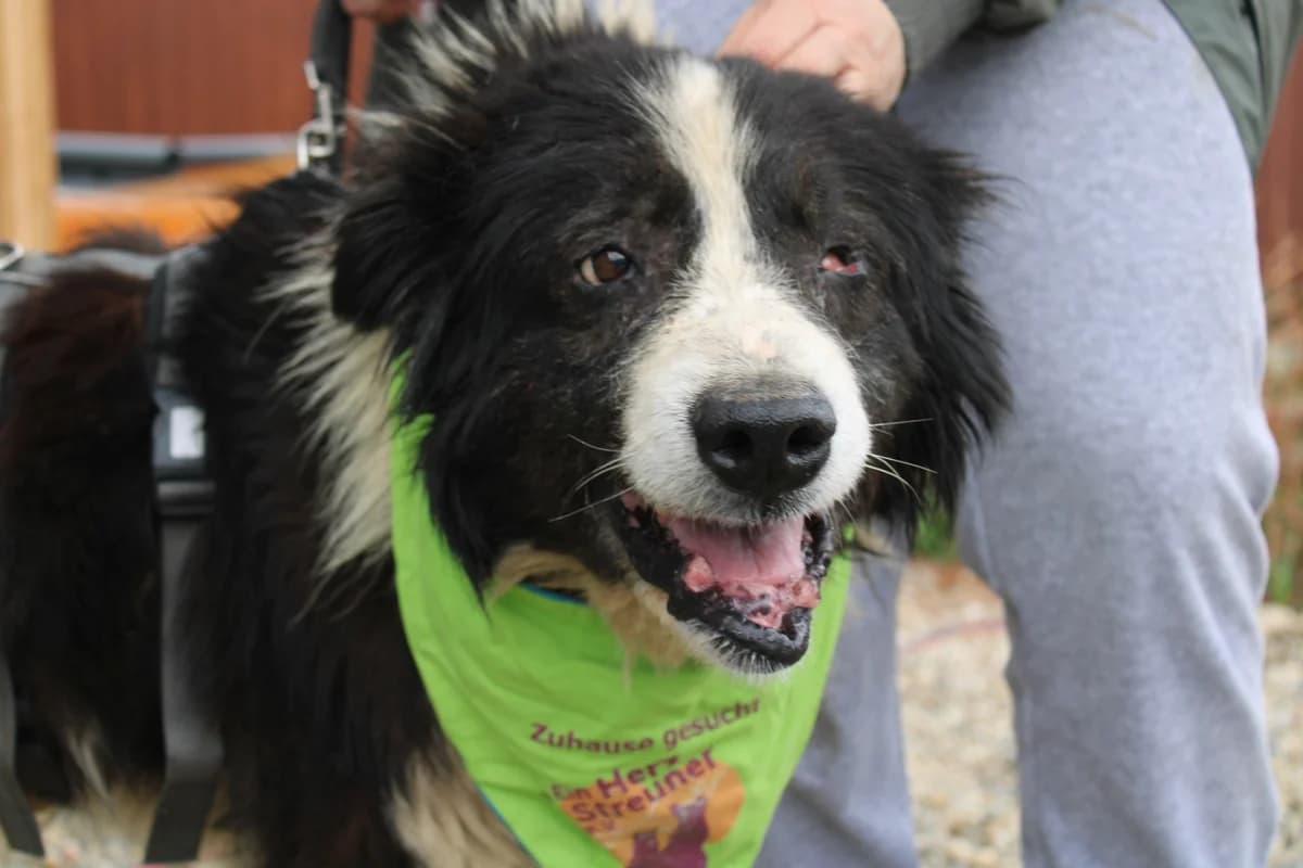 Scout, male senior Mixed Breed for adoption at Ein Herz für Streuner e.V., München