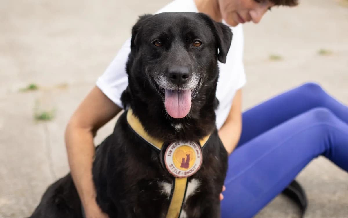 Scrolla, female 7yo Mixed Breed for adoption at Ein Herz für Streuner e.V., München
