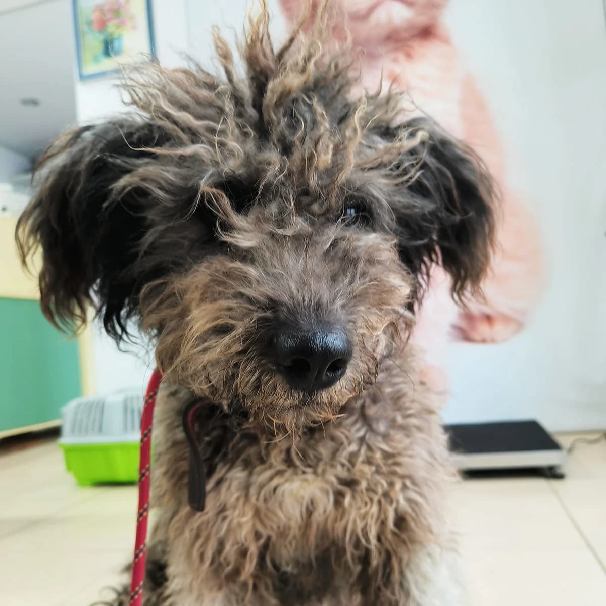 Scruffy, Mixed Breed for adoption at Ein Herz für Streuner e.V., München