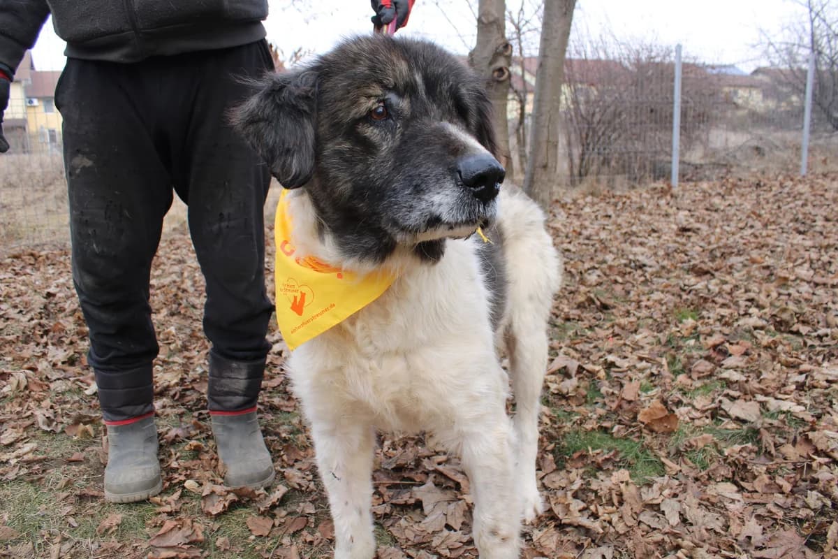 Sebastian, male senior Mixed Breed for adoption at Ein Herz für Streuner e.V., München