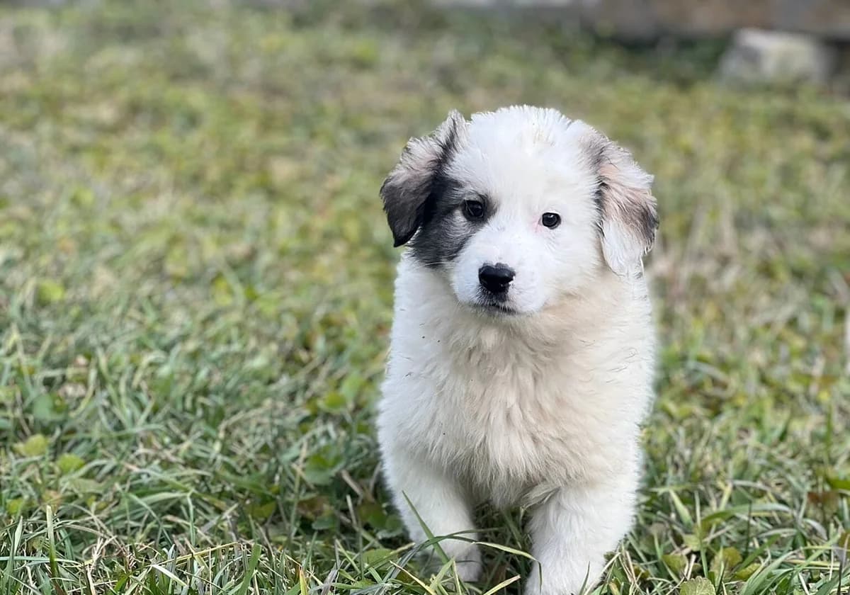 Seetje, female puppy Mixed Breed for adoption at Ein Herz für Streuner e.V., München