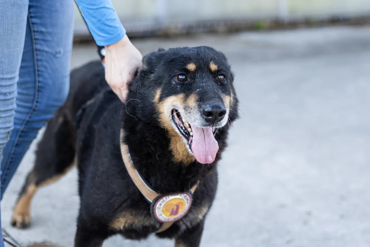 Seico, male senior Mixed Breed for adoption at Ein Herz für Streuner e.V., München