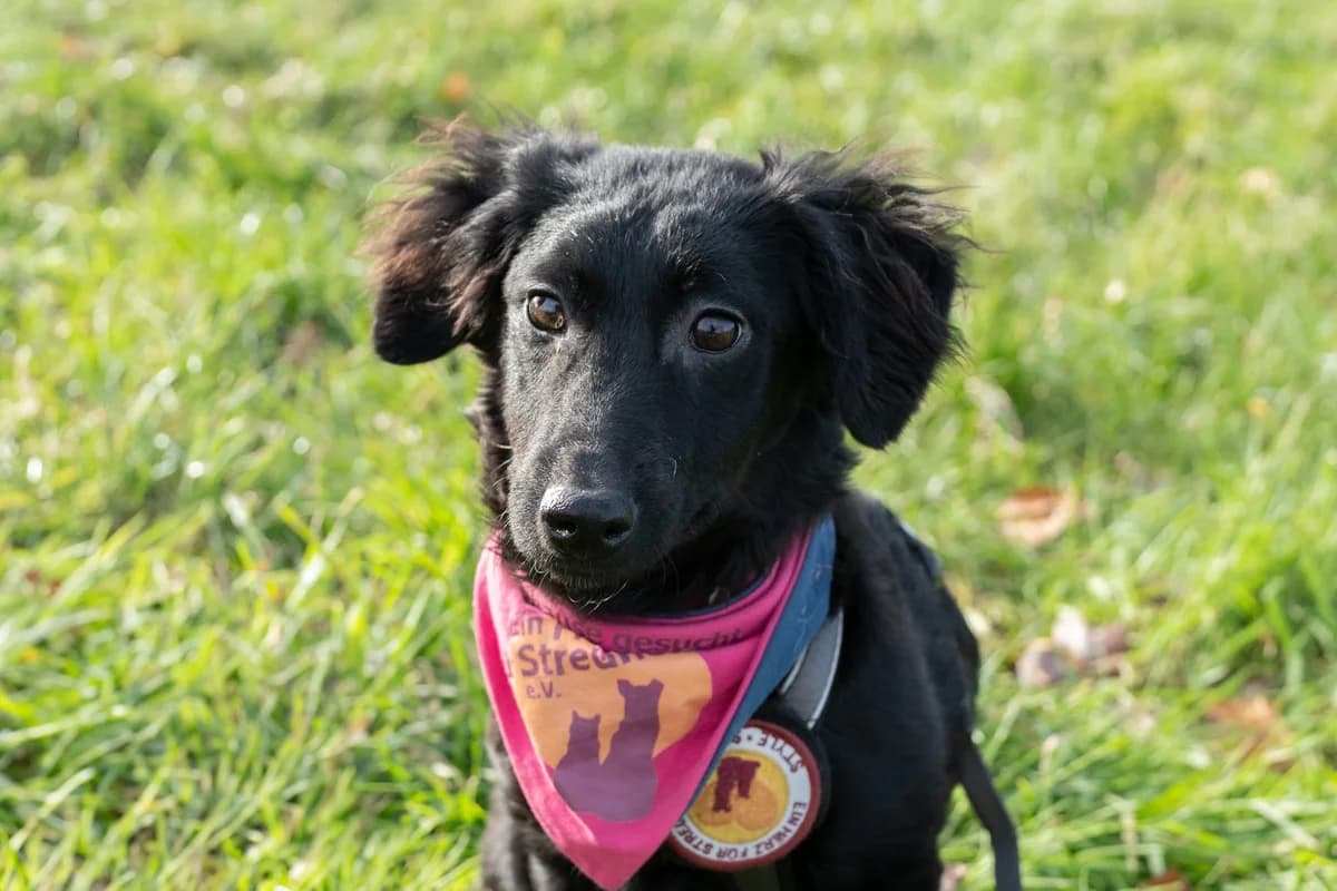 Selena, female puppy Mixed Breed for adoption at Ein Herz für Streuner e.V., München