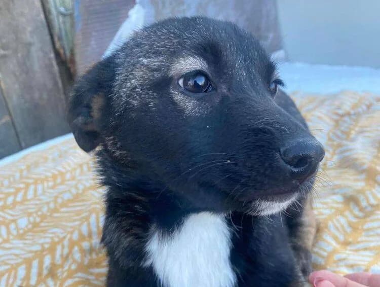 Selene, puppy Mixed Breed for adoption at Ein Herz für Streuner e.V., München