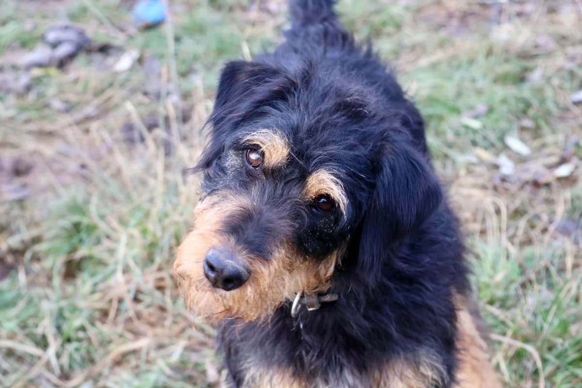 Selina, schwarz female 5yo Mixed Breed for adoption at Ein Herz für Streuner e.V., München