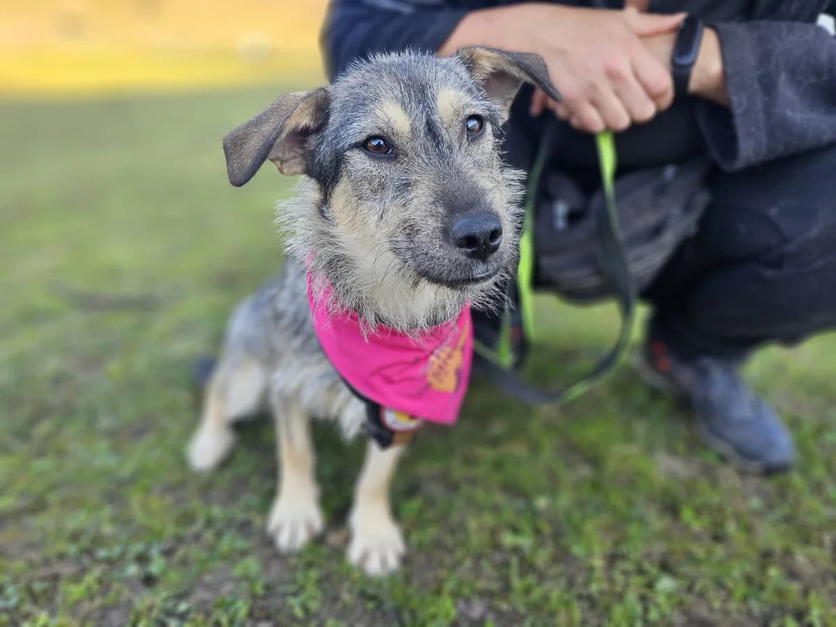 Selma, female young Mixed Breed for adoption at Ein Herz für Streuner e.V., München