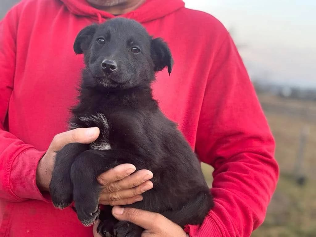 Selma, schwarz female puppy Mixed Breed for adoption at Ein Herz für Streuner e.V., München