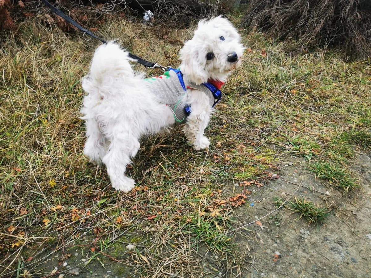 Seni, male young Mixed Breed for adoption at Ein Herz für Streuner e.V., München