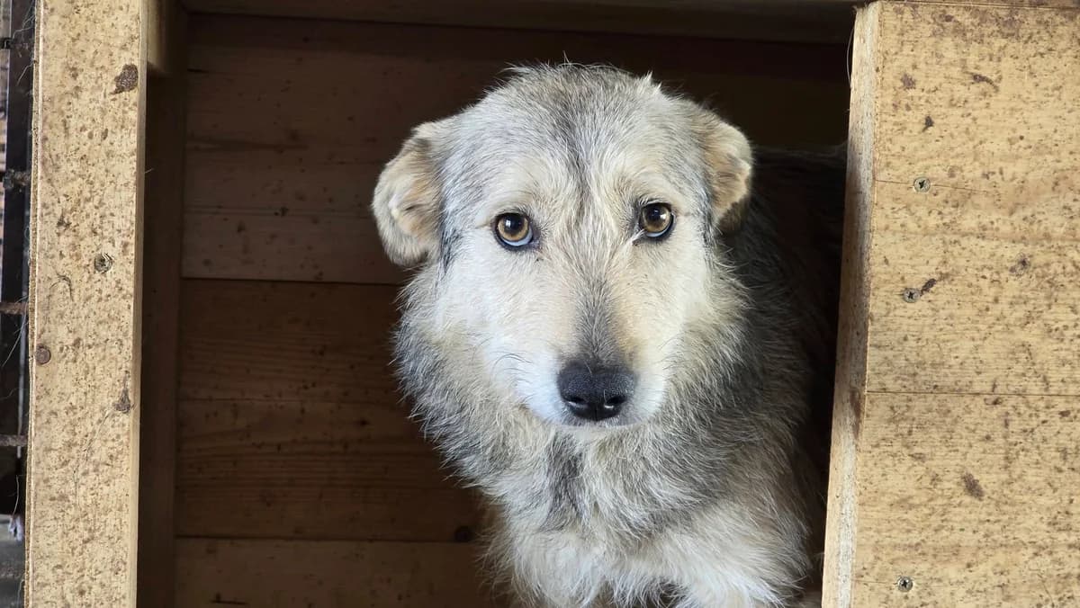 Senna, female 5yo Mixed Breed for adoption at Ein Herz für Streuner e.V., München