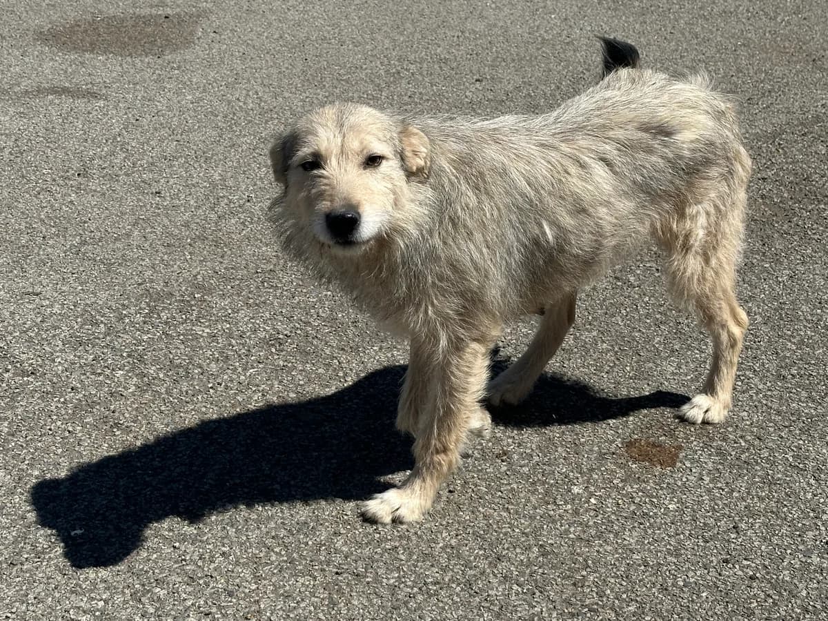Senna, female 5yo Mixed Breed for adoption at Ein Herz für Streuner e.V., München