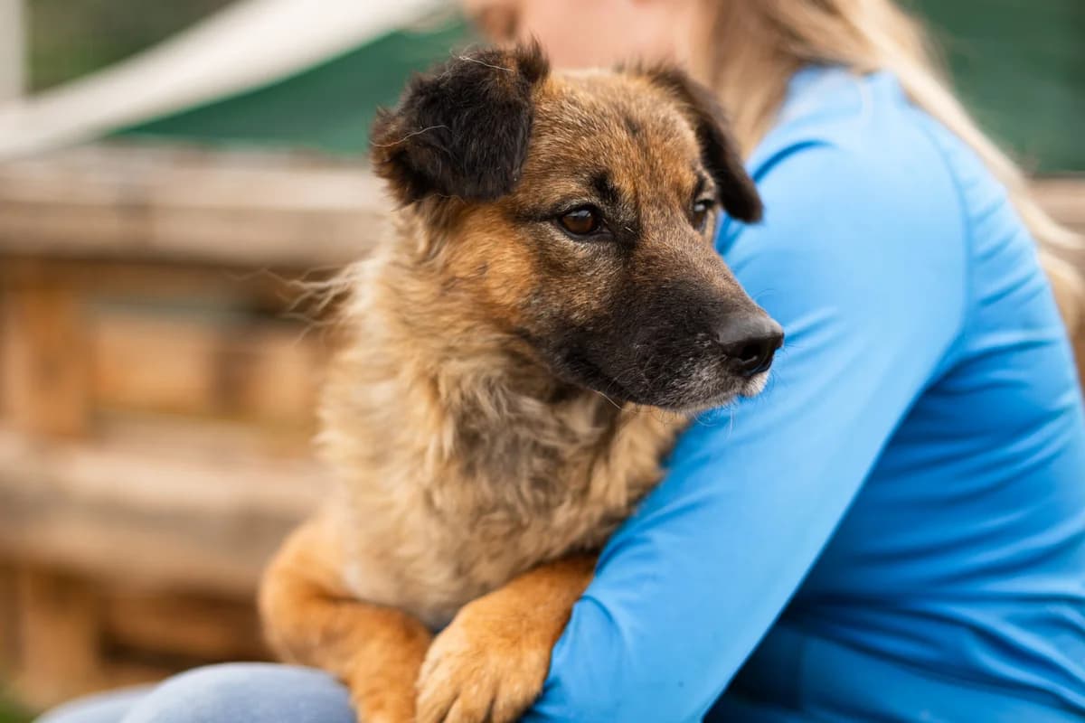Senna, female 5yo Mixed Breed for adoption at Ein Herz für Streuner e.V., München