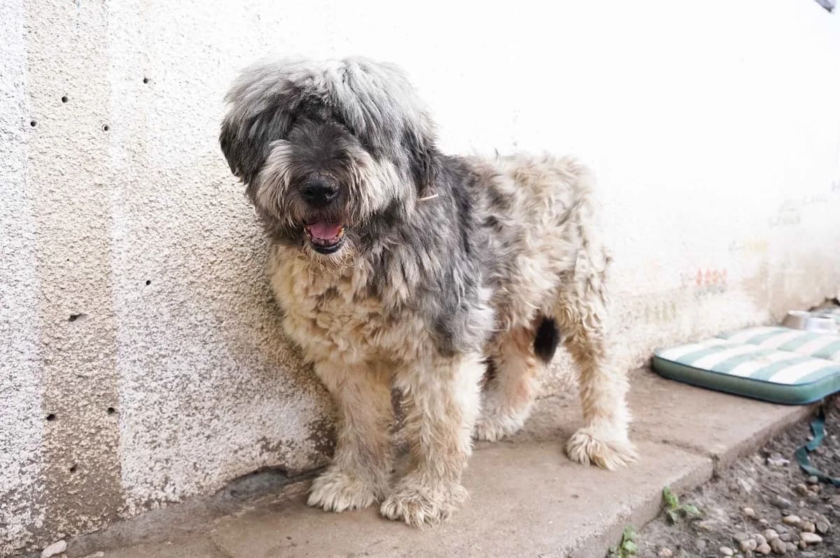 Senta, tricolor female senior Mixed Breed for adoption at Ein Herz für Streuner e.V., München