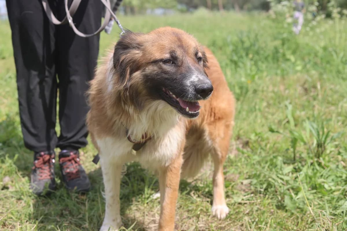 Senta, female young Mixed Breed for adoption at Ein Herz für Streuner e.V., München
