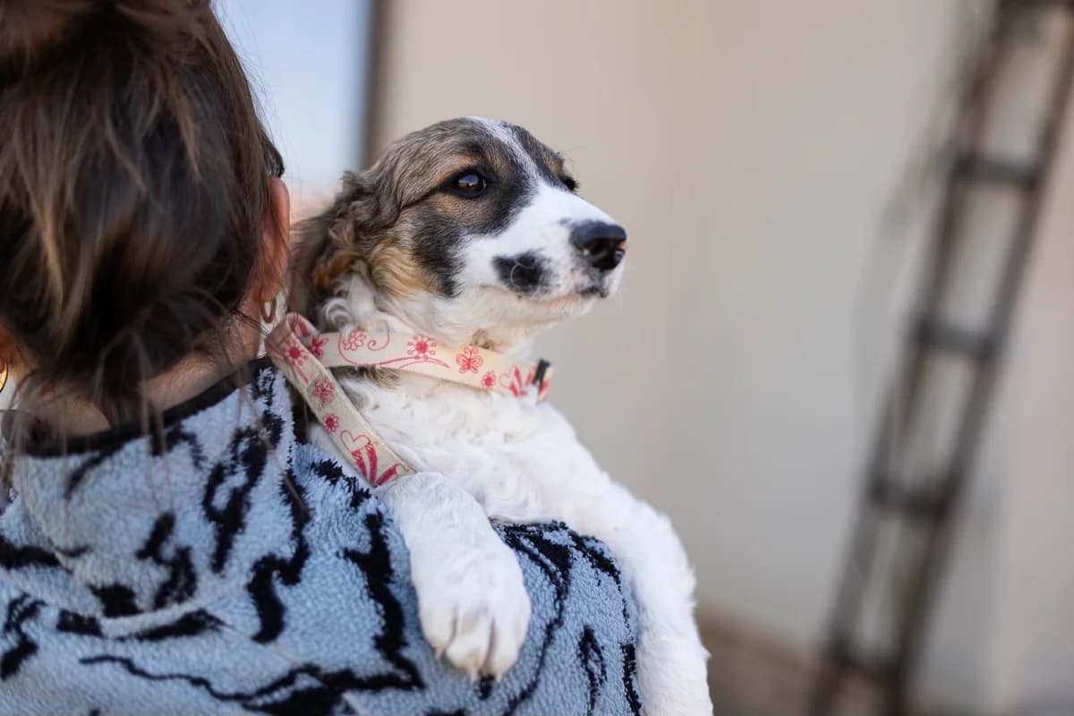 Senuelo, braun male puppy Mixed Breed for adoption at Ein Herz für Streuner e.V., München