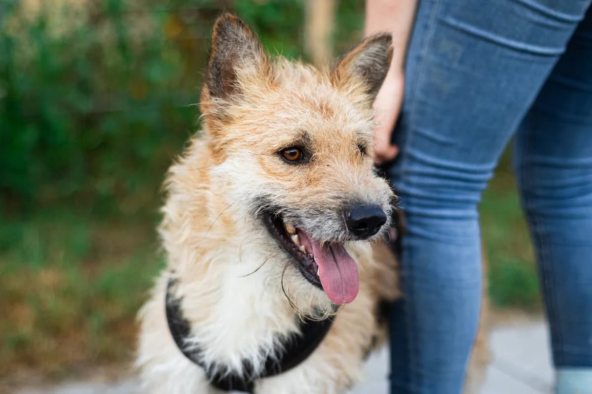 Seppal, male 3yo Mixed Breed for adoption at Ein Herz für Streuner e.V., München
