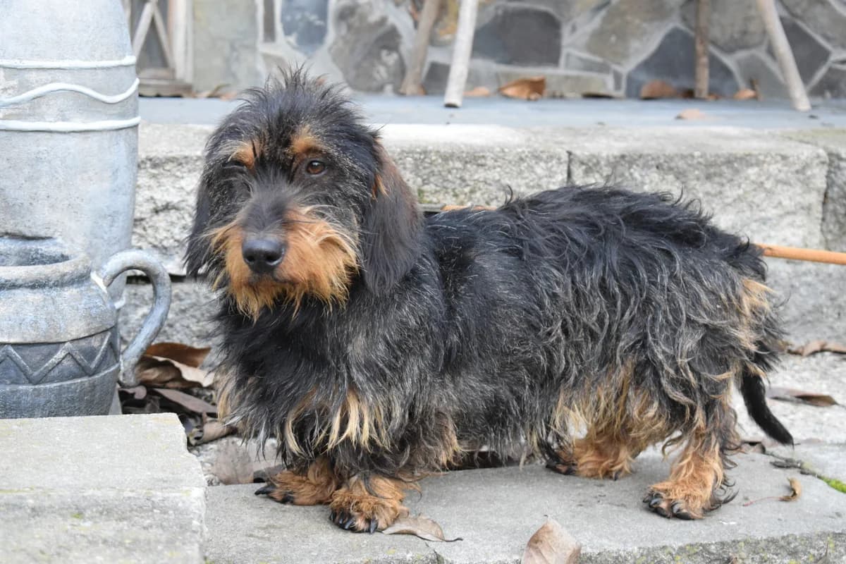 Seppi, male 3yo Mixed Breed for adoption at Ein Herz für Streuner e.V., München