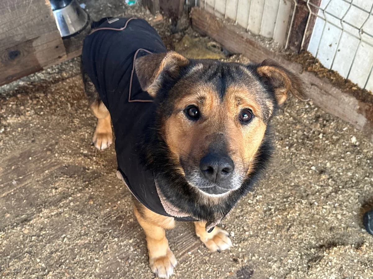 Seppi, braun male 5yo Mixed Breed for adoption at Ein Herz für Streuner e.V., München