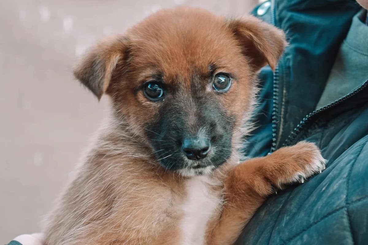 Seppl, male puppy Mixed Breed for adoption at Ein Herz für Streuner e.V., München