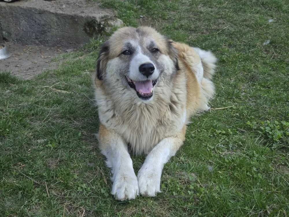 Sera, female 5yo Mixed Breed for adoption at Ein Herz für Streuner e.V., München