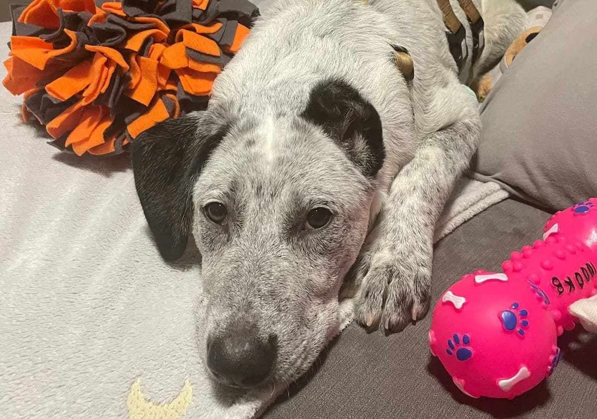 Serafina, grau female young Mixed Breed for adoption at Ein Herz für Streuner e.V., München