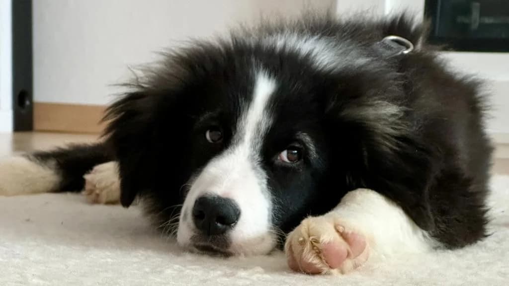 Seraphina, female puppy Mixed Breed for adoption at Ein Herz für Streuner e.V., München