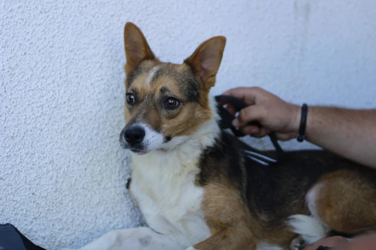 Seren, female 4yo Mixed Breed for adoption at Ein Herz für Streuner e.V., München